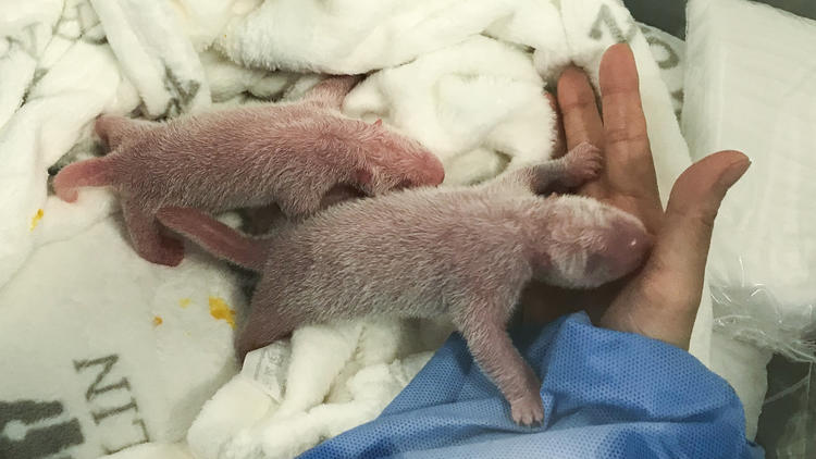 Deux bébés pandas sont nés samedi dernier au zoo de Berlin. 