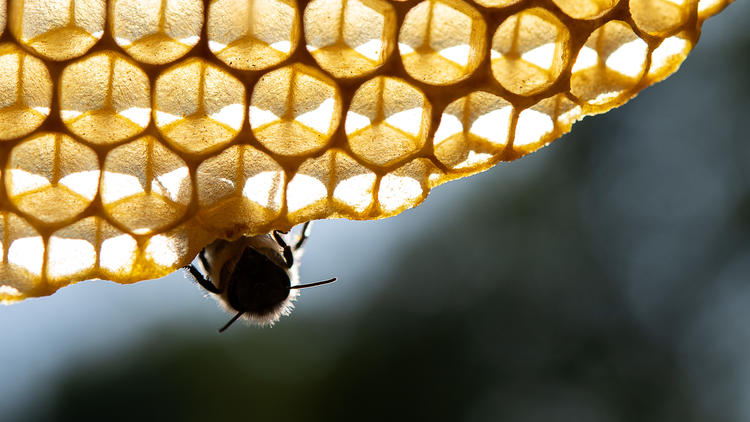 Ce fossile pourrait être le maillon manquant entre les guêpes et les abeilles