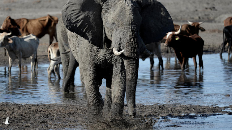 Le Botswana, qui abrite une grande population d'éléphants, à mis aux enchères des permis de chasse. 