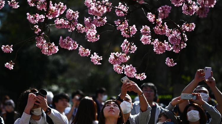 Les fleurs de cerisier ont commencé à éclore au Japon. 