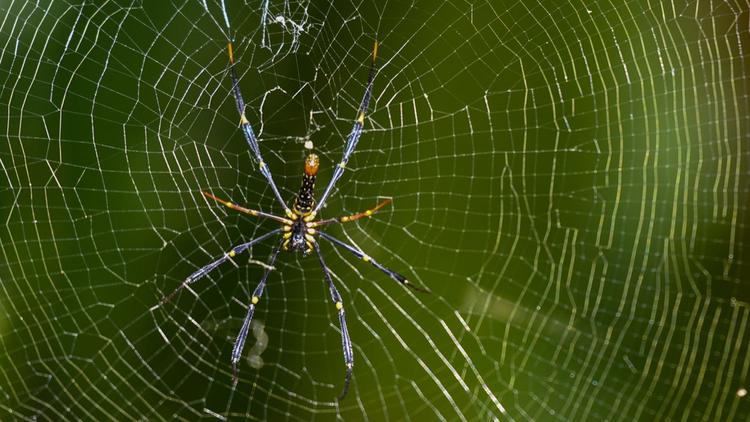 Des araignées tropicales ont été découvertes dans un carton de bananes