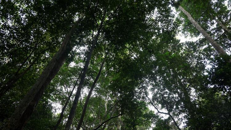 forêt du Gabon 