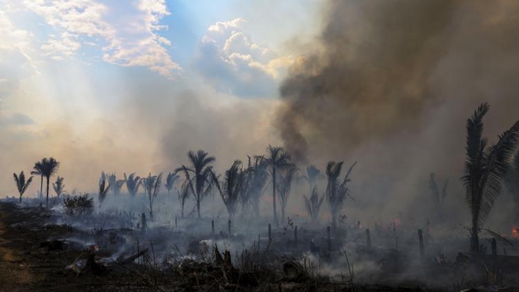 Le Brésil a pour objectif de mettre fin à la déforestation en 2030