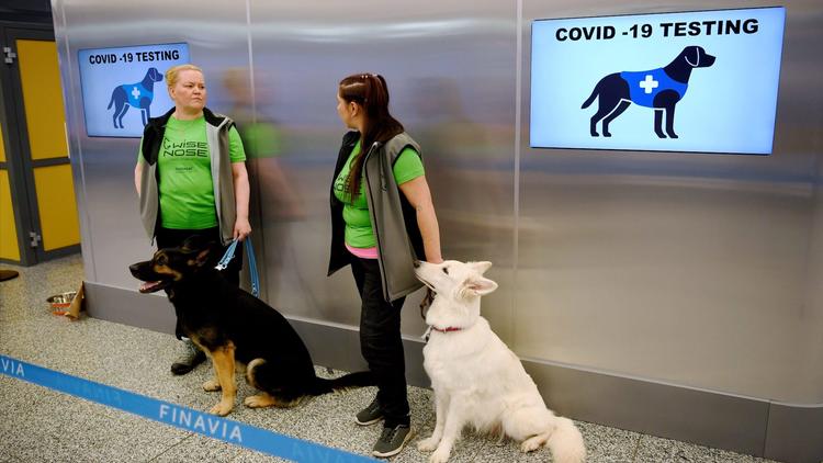 Un quinzaine de chien a été formée pour dépister le coronavirus