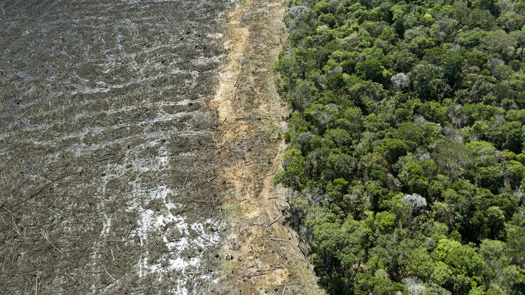 La déforestation en Amazonie est a son plus haut niveau depuis 2008. 