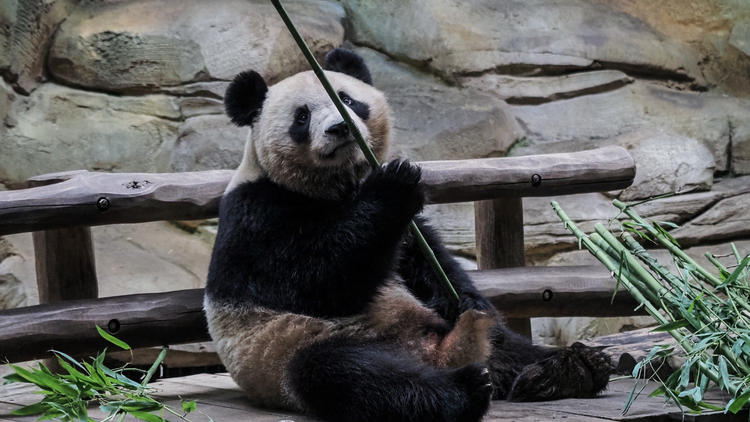 Un soigneur du zoo de Pairi Daiza a été blessé par un panda. 