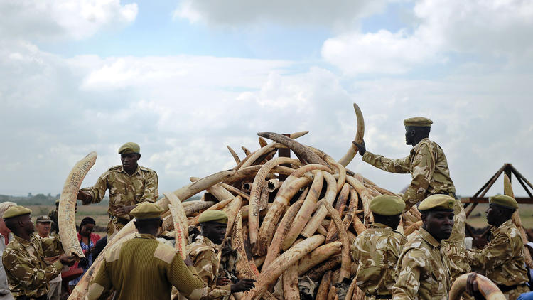 Au Kenya, le gouvernement a saisi 105 tonnes d'ivoire en avril 2016.