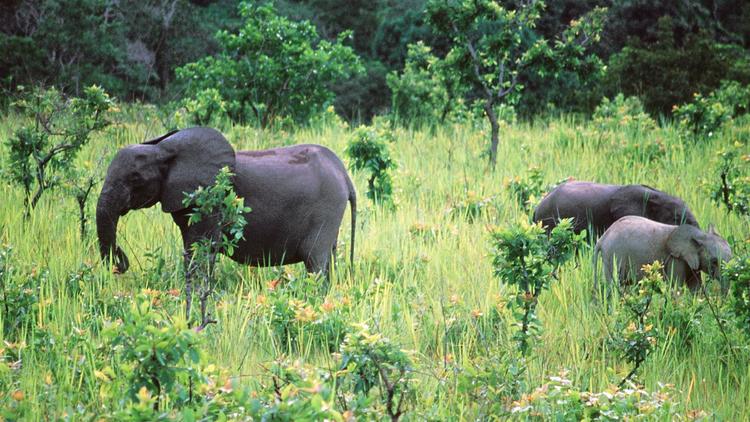 Une famille d'éléphants de forêt d'Afrique