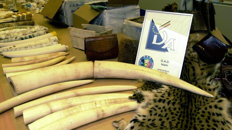 Saisies d'ivoire à Bruxelles [Herwig Vergult / AFP/Archives]