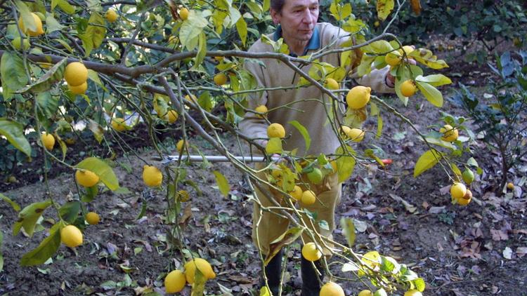 François Mazet, propriétaire de la citronneraie du mas Flofaro, le 26 janvier 2002, dans son jardin sur les hauteurs de Menton [Jacques Munch / AFP/Archives]