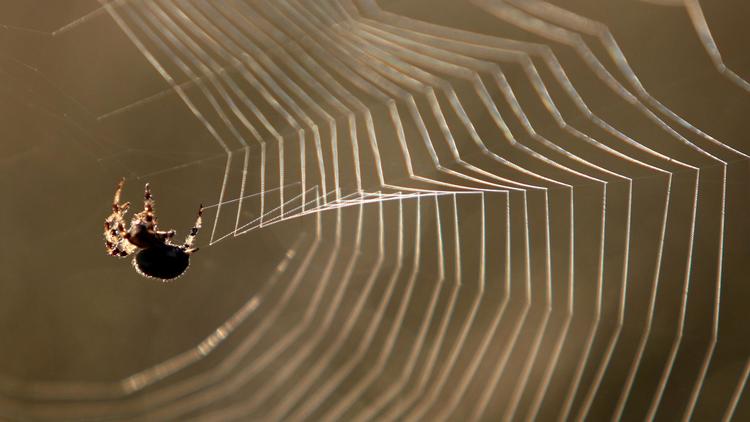 Une araignée tisse sa toile [Karl-Josef Hildenbrand / DPA/AFP/Archives]