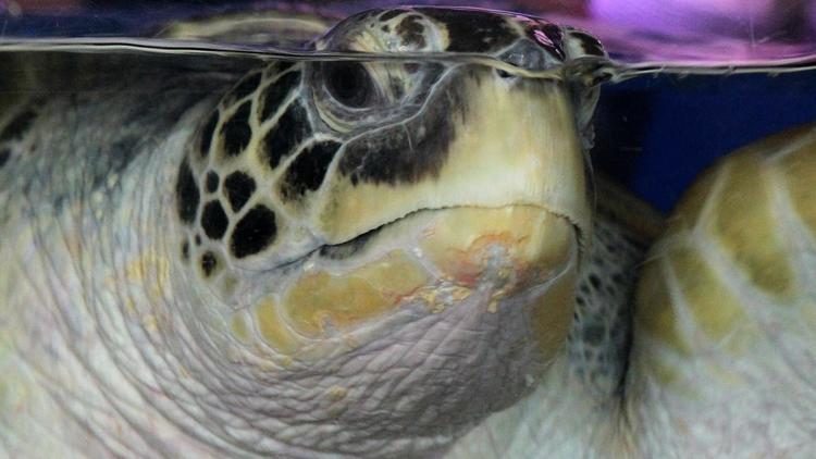 Une tortue de 320 kg et 2 mètres de long, portant un badge de Trinidad-et-Tobago dans les Caraïbes, a été retrouvée lundi matin en France par des vacanciers sur une plage de la mer Méditerranée