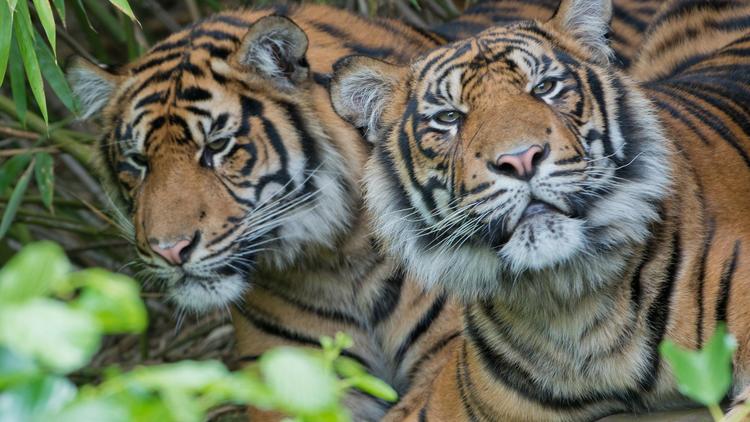 Deux tigres de Sumatra hébergés dans un zoo à Francfort, en Allemagne, en juin 2012 [Boris Roessler / AFP/Archives]
