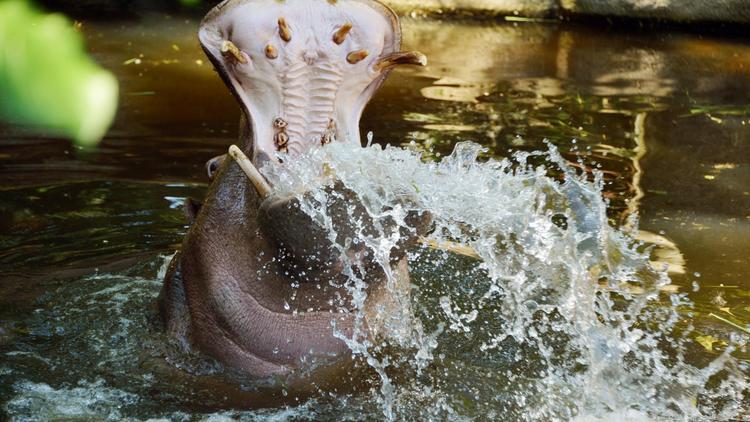 Un hippopotame, en août 2012 [Uli Deck / AFP/Archives]