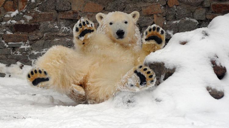 Un jeune ours polaire joue s'ébat dans la neige dans un zoo de Saint-Pétersbourg, le 7 décembre 2012 [Olga Maltseva / AFP/Archives]