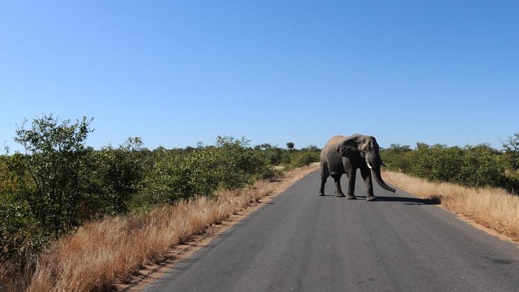 Un éléphant traverse une route du parc national Kruger, en Afrique du Sud, le 22 juin 2010 [Francois Xavier Marit / AFP/Archives]