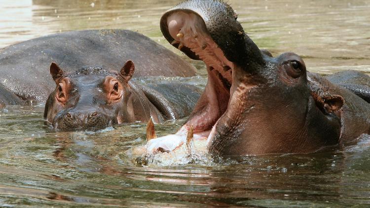Un hippopotame en balade depuis plusieurs jours dans la banlieue du Cap a échappé aux agents municipaux qui tentaient de le capturer en trouvant refuge dans un lac, tandis qu'un de ses congénères a élu domicile dans une station d'épuration, ont annoncé jeudi les autorités.[AFP]