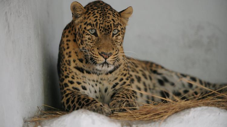 Un léopard dans un zoo en Inde [Sam Panthaky / AFP/Archives]