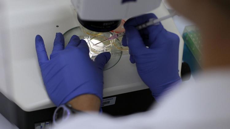 Un scientifique travaille sur des cellules-souches à l'Université du Connecticut de Farmington (Etats-Unis), en août 2010 [Spencer Platt / Getty Images/AFP/Archives]