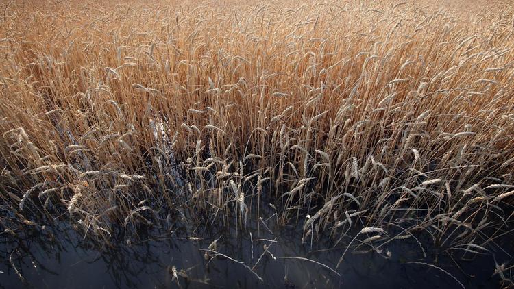 Champs de blé  aux Etats-Unis, en mai 2011 [Scott Olson / Getty Images/AFP/Archives]