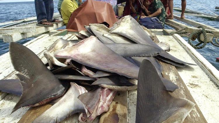 Prise d'ailons de requin au large des îles de Philippine, en juin 2000 [Jay Directo / AFP/Archives]
