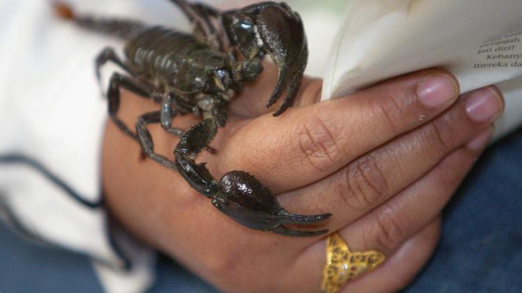 Un scorpion sur la main d'un homme [Jimin Lai / AFP/Archives]