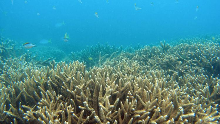 Une image non datée transmise par l'Administration du Parc de la grande barrière de corail montrant une section de coraux [AFP / Great Barrier Reef Marine Park/AFP/archives]