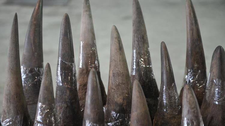 Des cornes de rhinocéros [Aaron Tam / AFP/Archives]