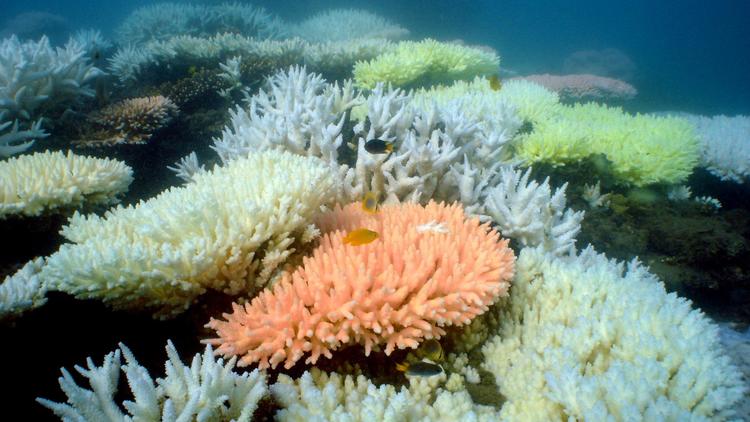 Photo difusée par l'Institut océanographique d'Australie de la grande barrière de corail en Australie [Ray Berkelmans / AFP]