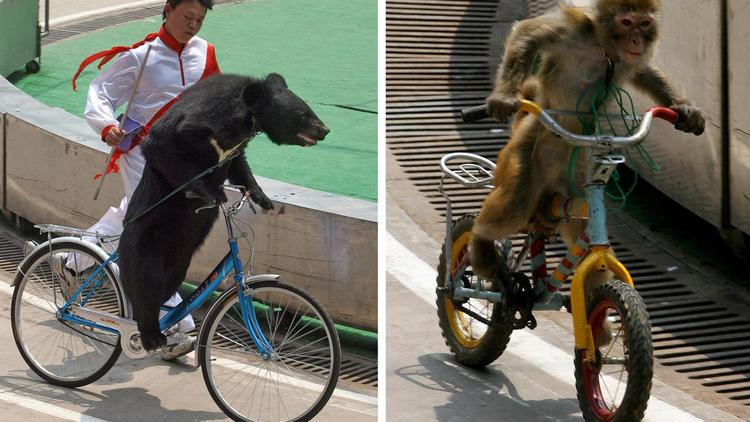 Photomontage montrant un singe et un ours faisant du vélo dans un parc animalier de Shangaï, le 6 mai 2013 [Mark Ralston / AFP]