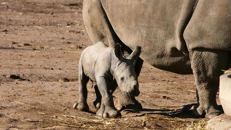 Photo transmise le 21 mai 2013 par le zoo de Taronga, en Australie, d'un bébé rhinocéros blanc [Taronga Zoo / Taronga Zoo/AFP]