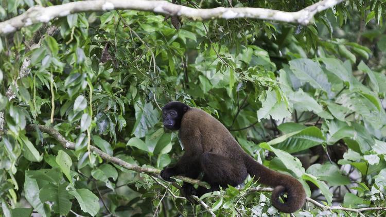 Soumis à un régime particulier, les singes risquent de mourir si ils ne sont pas retrouvés
