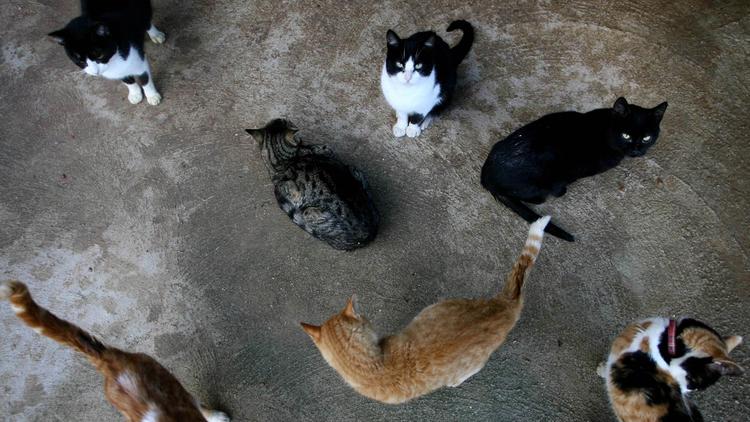 Des chats [Jose Luis Roca / AFP/Archives]