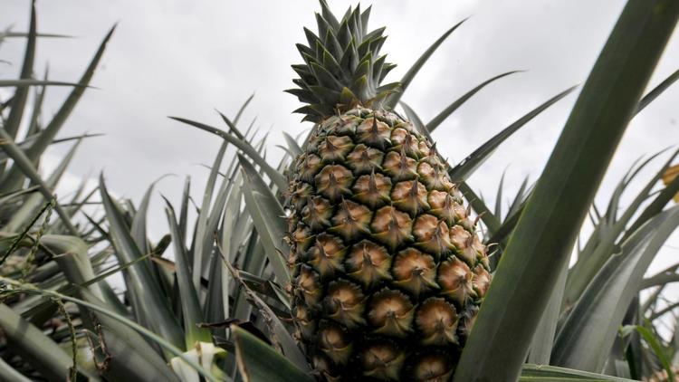 Un ananas dans une plantation [Issouf Sanogo / AFP/Archives]