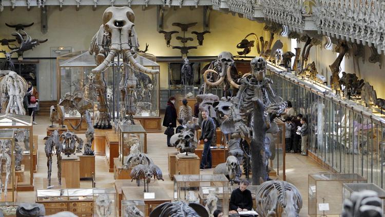 La galerie de paléontologie au Museum national d'Histoire naturelle de Paris [Patrick Kovarik / AFP/Archives]