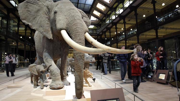 La Galerie de l'évolution du Museum d'histoire naturelle à Paris, le 5 février 2010 [Patrick Kovarik / AFP/Archives]