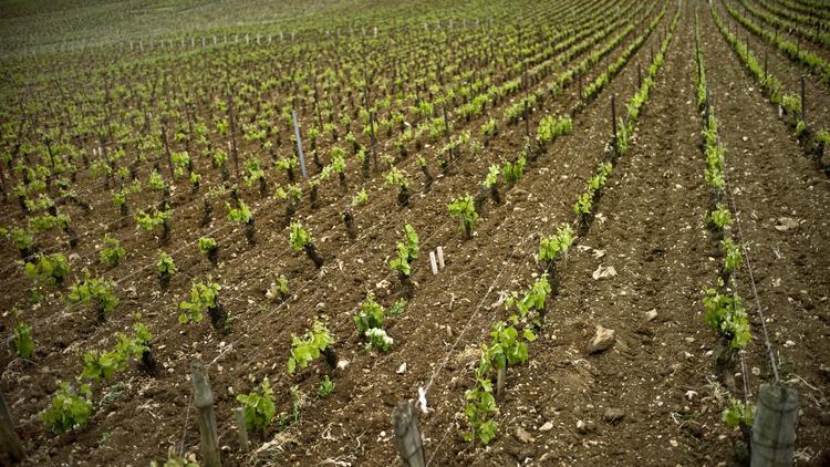 Des vignes de la parcelle Romanée-Conti, à Vosne-Romanée [Jeff Pachoud / AFP/Archives]
