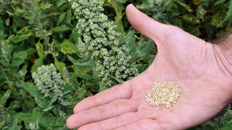 Un agriculteur montre des graines de quinoa [Alain Jocard / AFP/Archives]