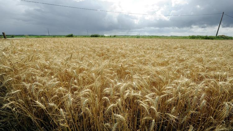 Un champ de blé dans le sud de la France avant la moisson [Jean Pierre Muller / AFP/Archives]