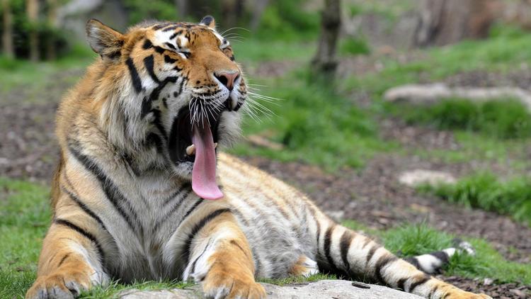 Un tigre dans un zoo [Jean-Christophe Verhaegen / AFP/Archives]