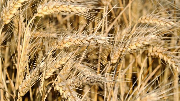 "Les prix agricoles vont rester élevés et connaître une grande volatilité dans les dix années à venir", estime le directeur général de la FAO José Graziano da Silva qui recommande donc la constitution de stocks nationaux de produits alimentaires de base.[AFP]