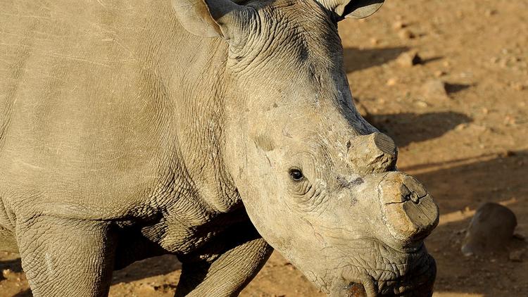 Le braconnage de rhinocéros en Afrique du Sud devrait battre un nouveau record en 2012 et la fin de la crise n'est "pas pour tout de suite", même si la lutte anti-braconnage "commence à payer", selon une étude publiée mardi par l'organisation non gouvernementale Traffic.[AFP]