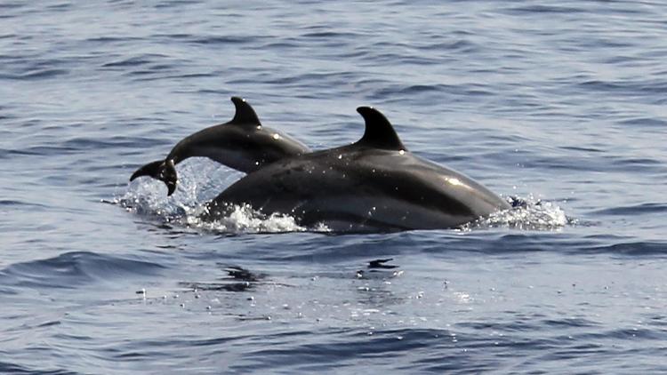 Un dauphin et son bébé le 23 août 2012 au large de Nice [Valery Hache / AFP/Archives]