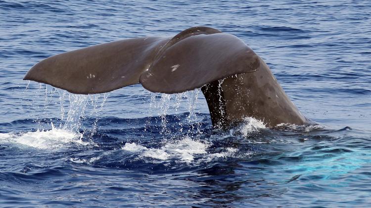 Une baleine [Valery Hache / AFP/Archives]