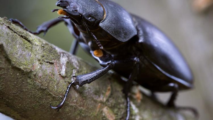 Un scarabée [Joel Saget / AFP/Archives]