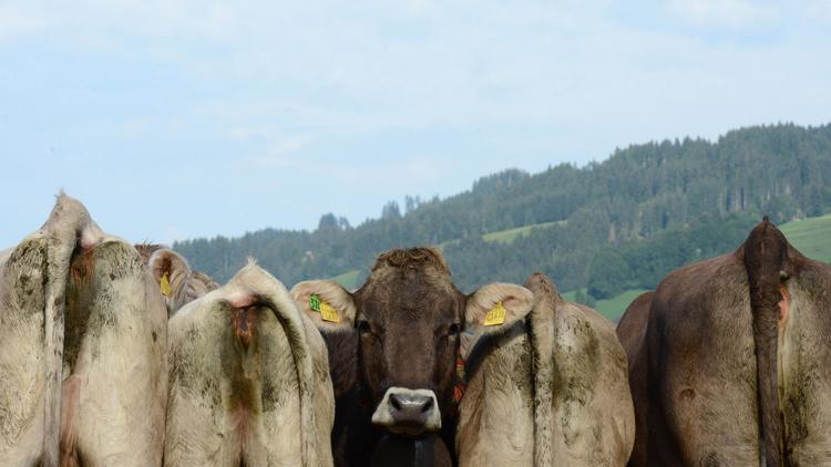 Un troupeau de vaches [Christof Stache / AFP/Archives]