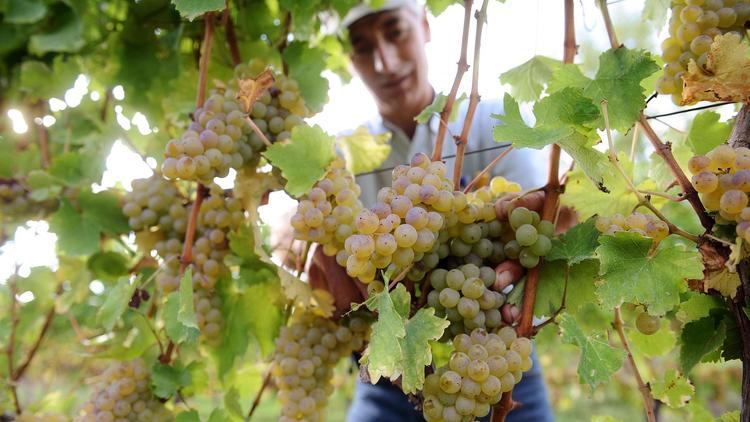 Un producteur de vin dans ses vignes près de Cahors, en octobre 2012 [Remy Gabalda / AFP/Archives]