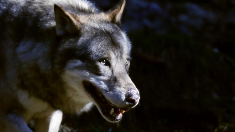 Un loup dans le parc du Mercantour, dans le sud de la France, le 13 novembre 2012 [Valery Hache / AFP/Archives]