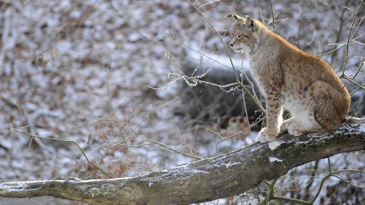 Un lynx dans le parc de Sainte-Croix, le 12 décembre 2012 [Jean-Christophe Verhaegen / AFP/Archives]