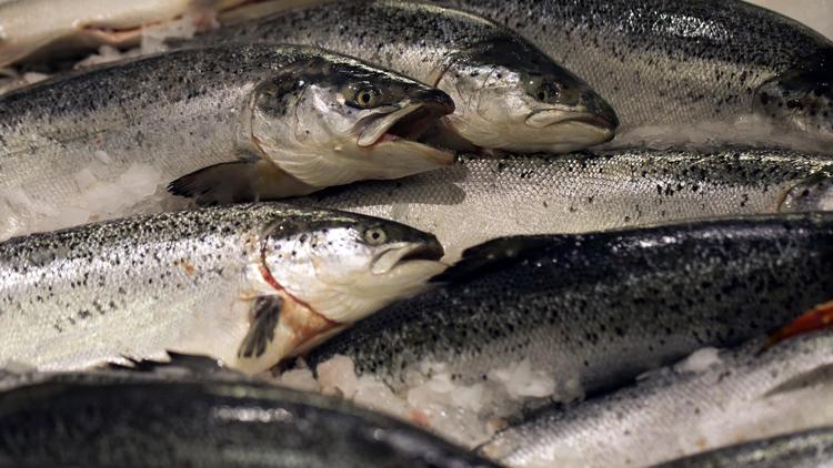 Du saumon sur un étal dans un supermarché [Joel Saget / AFP/Archives]